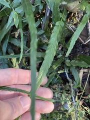 Asplenium attenuatum
