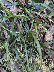 Asplenium attenuatum