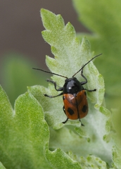 Cryptocephalus bipunctatus