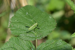 Tettigonia viridissima