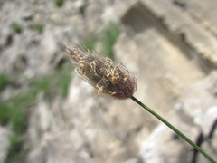Alopecurus vaginatus