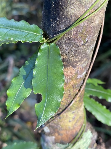 Image of Parsonsia lilacina by (c) Greg Tasney, some rights reserved (CC BY-SA)