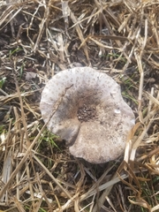 Fungi