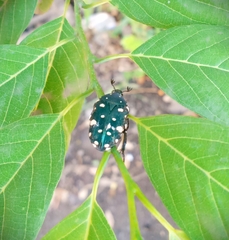 Protaetia alboguttata