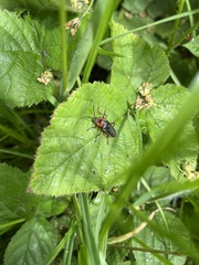 Cantharis rustica