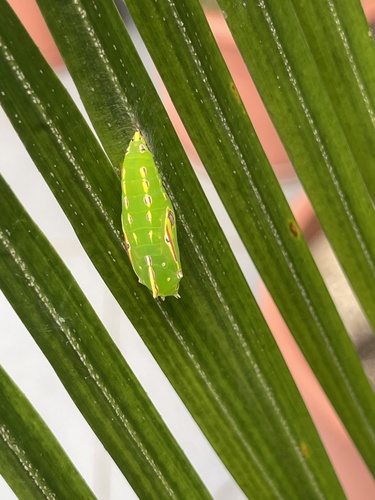 Common Palmfly photo 4