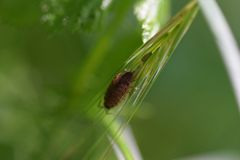 Philoscia muscorum