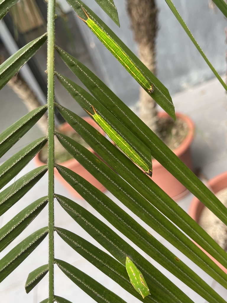 Common Palmfly