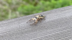 Salticidae