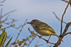 Hemitriccus margaritaceiventer