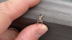 Salticidae