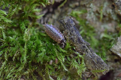 Philoscia muscorum