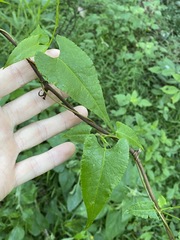 Muehlenbeckia gracillima