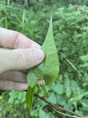 Muehlenbeckia gracillima