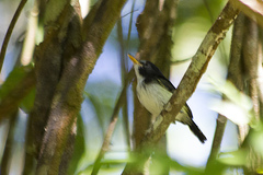 Poecilotriccus capitalis