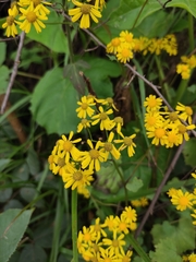 Sinosenecio oldhamianus