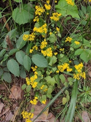 Sinosenecio oldhamianus