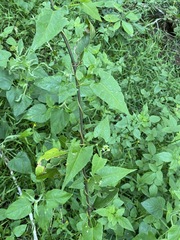 Muehlenbeckia gracillima