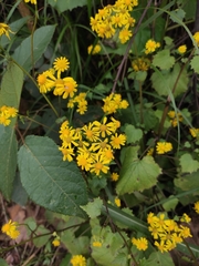 Sinosenecio oldhamianus