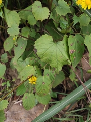 Sinosenecio oldhamianus