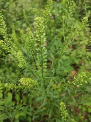 Lepidium apetalum