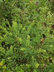 Lepidium apetalum