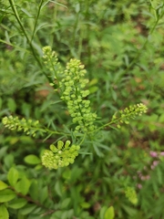 Lepidium apetalum