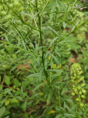Lepidium apetalum