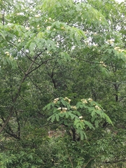 Albizia kalkora