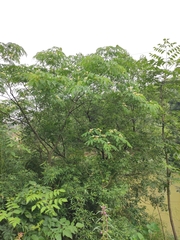 Albizia kalkora