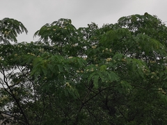 Albizia kalkora