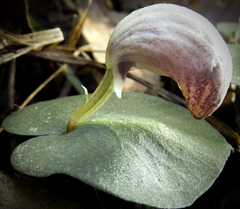 Corybas barbarae