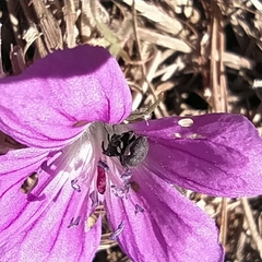 Zacladus geranii