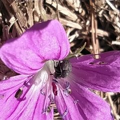 Zacladus geranii