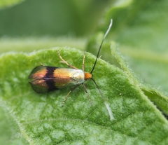 Nemophora fasciella