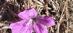 Zacladus geranii