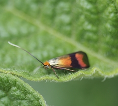 Nemophora fasciella