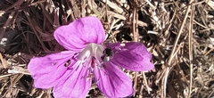 Zacladus geranii