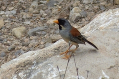 Incaspiza laeta