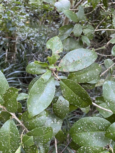 Image of Soft Acronychia (Acronychia pauciflora) by (c) Greg Tasney, some rights reserved (CC BY-SA)