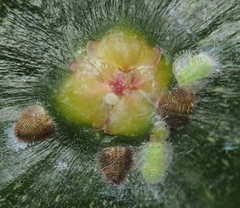 Homotoma ficus