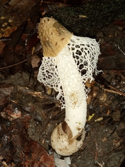 Phallus merulinus