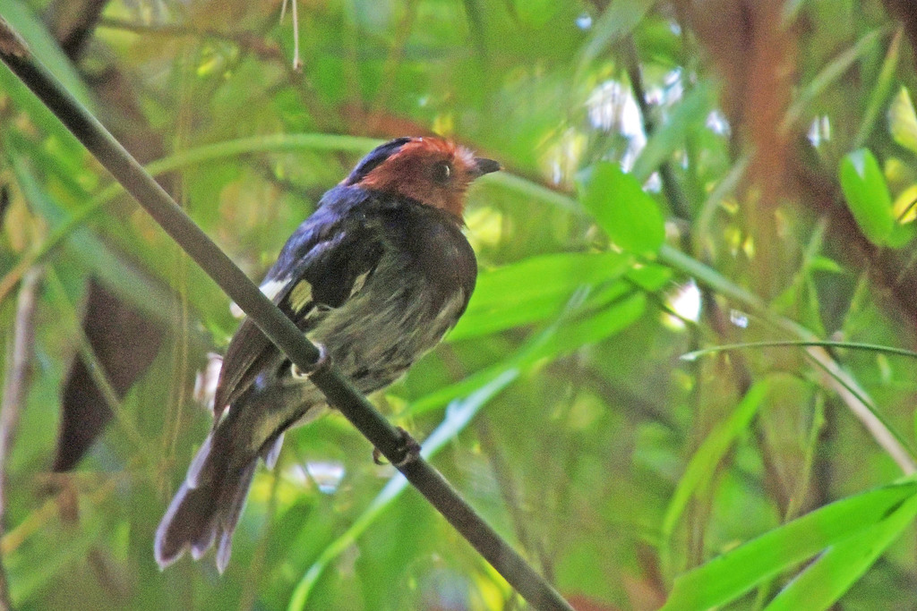Black-Chested Tyrant