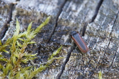 Omalisus fontisbellaquei