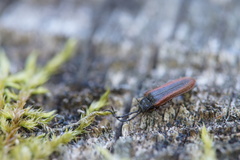 Omalisus fontisbellaquei