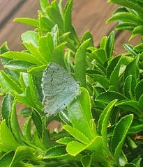 Celastrina argiolus