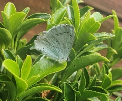 Celastrina argiolus