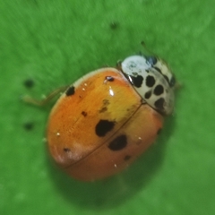 Adalia decempunctata