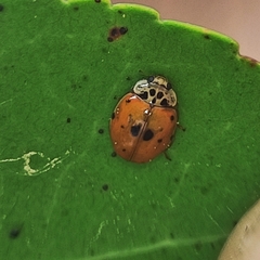 Adalia decempunctata