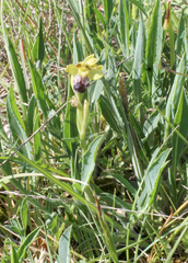 Ophrys vasconica